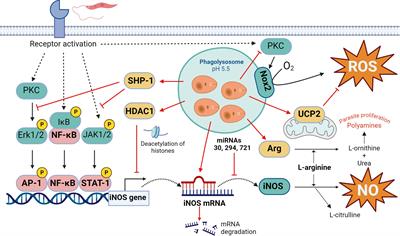 Targeting and activation of macrophages in leishmaniasis. A focus on iron oxide nanoparticles